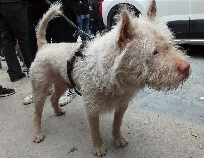 好猎犬何须外国找，在贵州有种白龙犬，一条就能干翻一头野猪