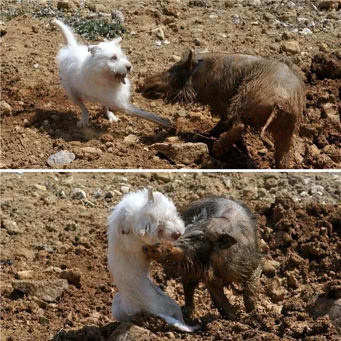 好猎犬何须外国找，在贵州有种白龙犬，一条就能干翻一头野猪