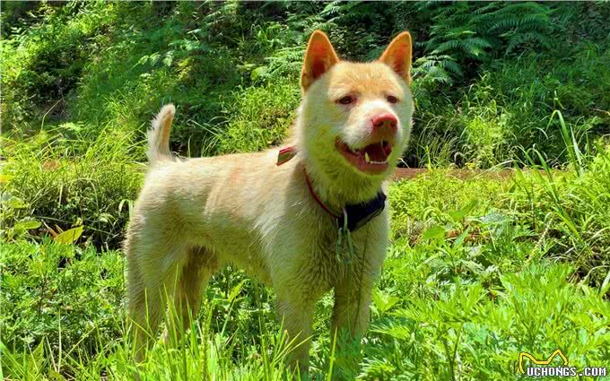 好猎犬何须外国找，在贵州有种白龙犬，一条就能干翻一头野猪
