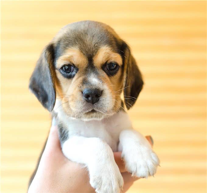 狗狗上火了怎么办?