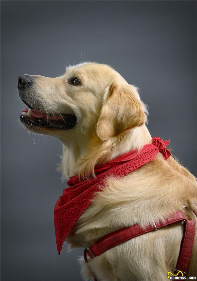 狗狗上火了怎么办?