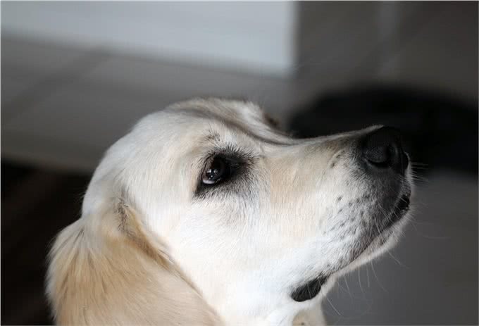 狗狗上火了怎么办?