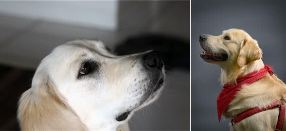 狗狗上火了怎么办?