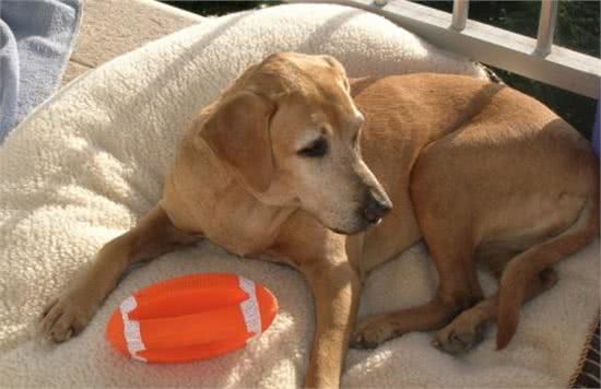 辟谣:老年犬精神差、易疲劳是正常现象?心力衰竭值得高度重视