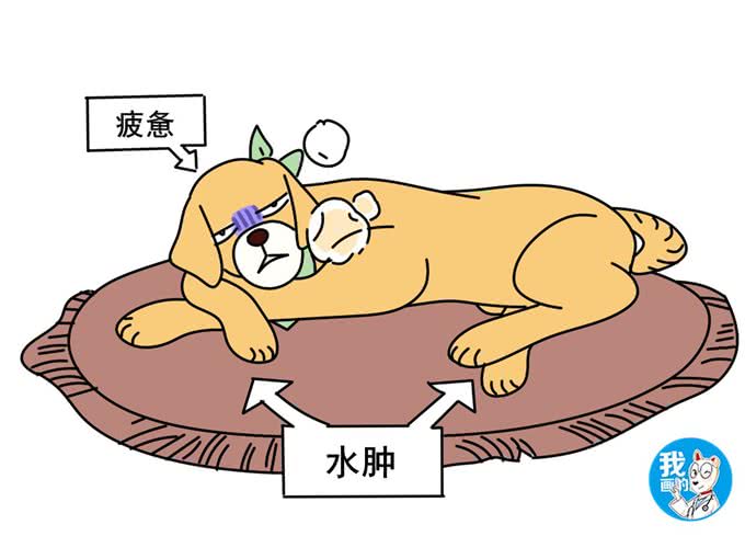 辟谣:老年犬精神差、易疲劳是正常现象?心力衰竭值得高度重视