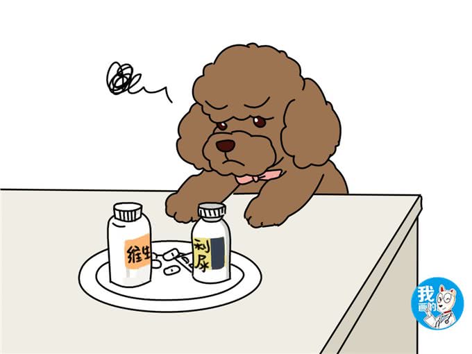 辟谣:老年犬精神差、易疲劳是正常现象?心力衰竭值得高度重视