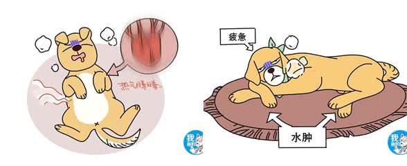 辟谣:老年犬精神差、易疲劳是正常现象?心力衰竭值得高度重视