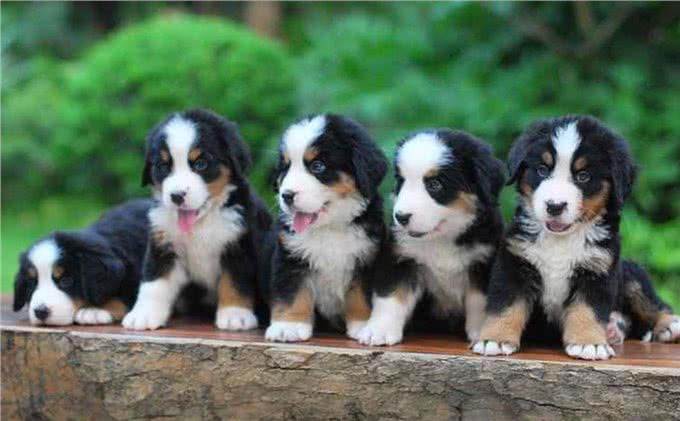 伯恩山犬，可以跟萨摩竞争微笑天使的温柔大个子!