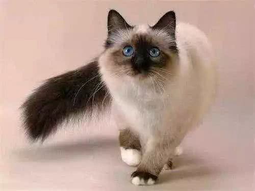 据说这9个品种的猫咪寿命最长，快来看看有没有你家的小可爱呢?