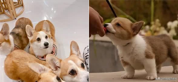 柯基狗饲养技巧全攻略