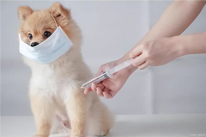 这几件事对狗狗做，等于慢性杀狗，你还不知道?