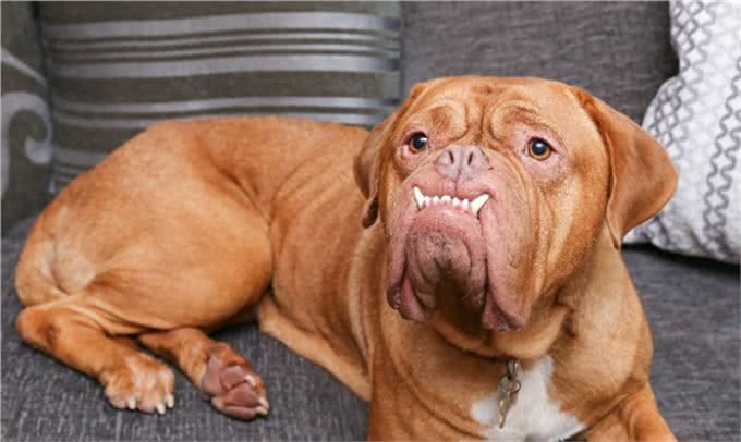 天生怪牙怪我咯,我也想做一个安静的软妹子—怪兽波尔多犬