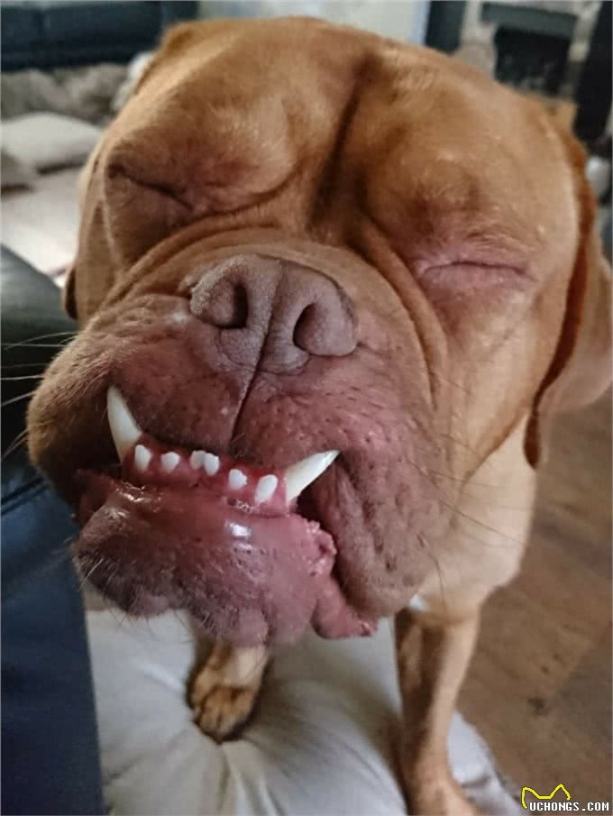 天生怪牙怪我咯,我也想做一个安静的软妹子—怪兽波尔多犬