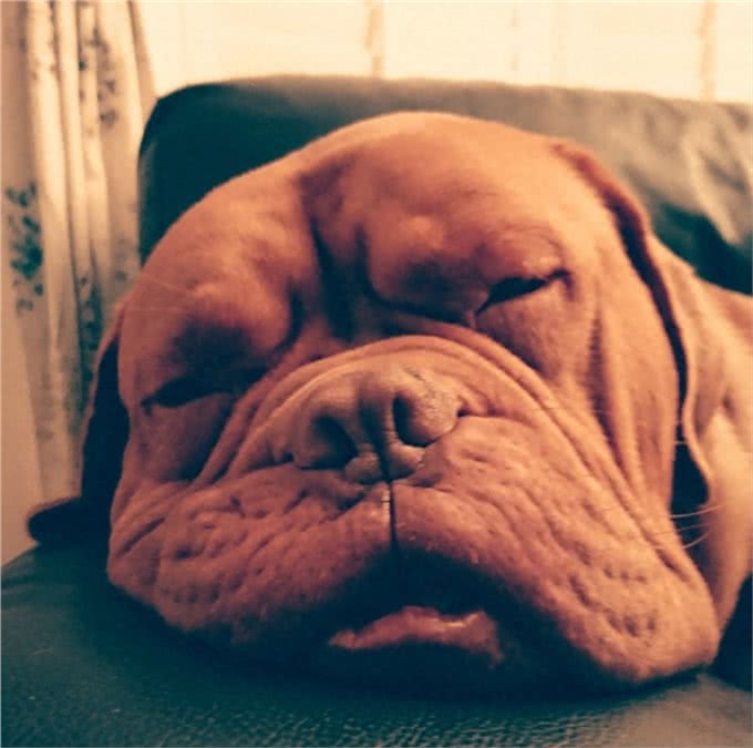 天生怪牙怪我咯,我也想做一个安静的软妹子—怪兽波尔多犬