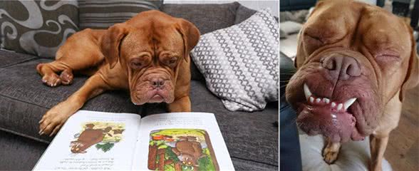 天生怪牙怪我咯,我也想做一个安静的软妹子—怪兽波尔多犬