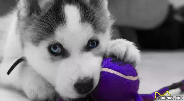 哈士奇品种简介