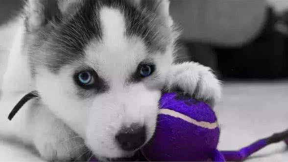 哈士奇品种简介