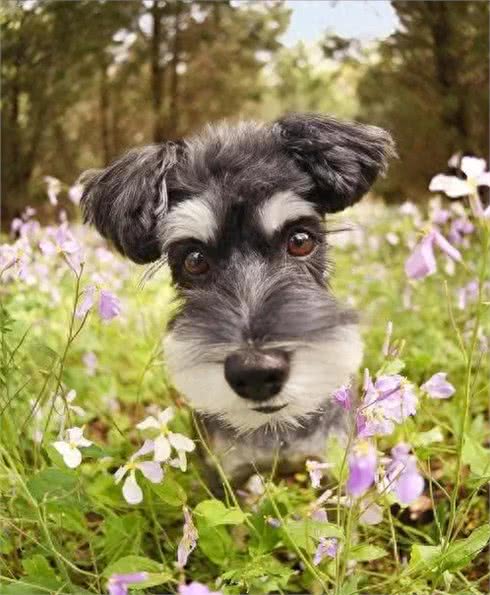 雪纳瑞毛发粗糙?新手速学，几招逆袭柔顺怪!