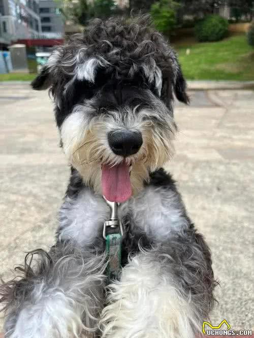 雪纳瑞毛发粗糙?新手速学,几招逆袭柔顺怪!