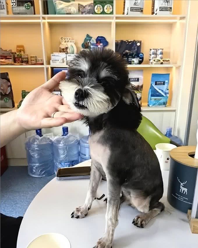 雪纳瑞毛发粗糙?新手速学,几招逆袭柔顺怪!