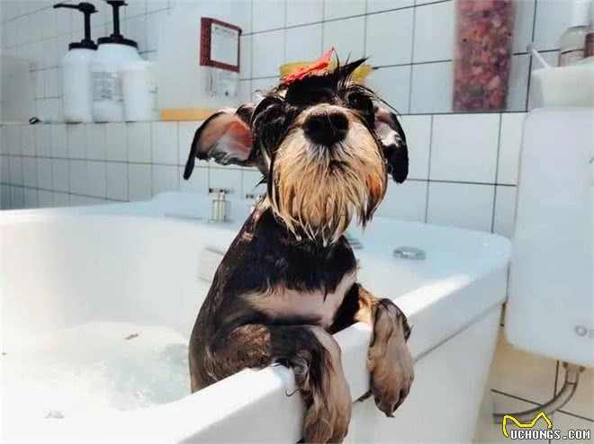 雪纳瑞毛发粗糙?新手速学,几招逆袭柔顺怪!