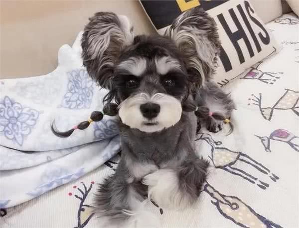 雪纳瑞毛发粗糙?新手速学,几招逆袭柔顺怪!