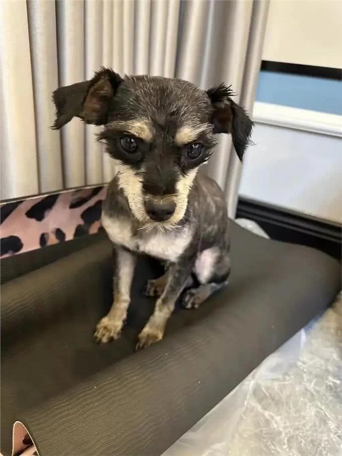 雪纳瑞毛发粗糙?新手速学,几招逆袭柔顺怪!