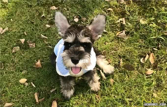 雪纳瑞毛发粗糙?新手速学,几招逆袭柔顺怪!