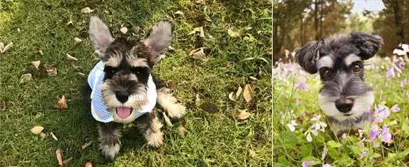 雪纳瑞毛发粗糙?新手速学,几招逆袭柔顺怪!