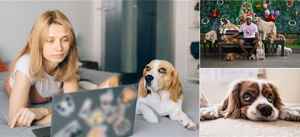 两只狗狗的高效工作，健身人必学技巧