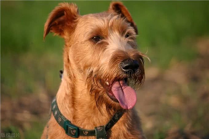 爱尔兰梗的优缺点:爱尔兰梗犬的魅力与个性!