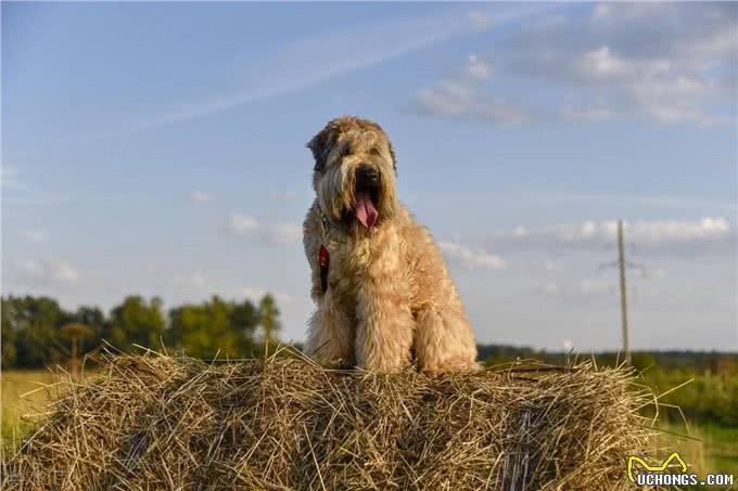 爱尔兰梗的优缺点:爱尔兰梗犬的魅力与个性!