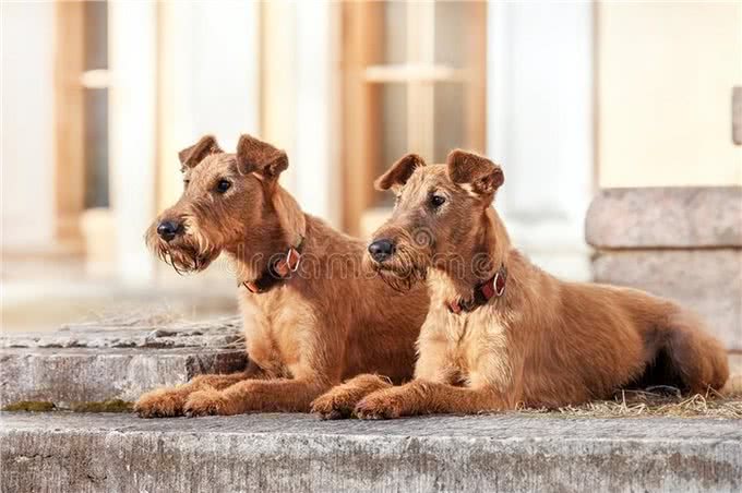爱尔兰梗的优缺点:爱尔兰梗犬的魅力与个性!