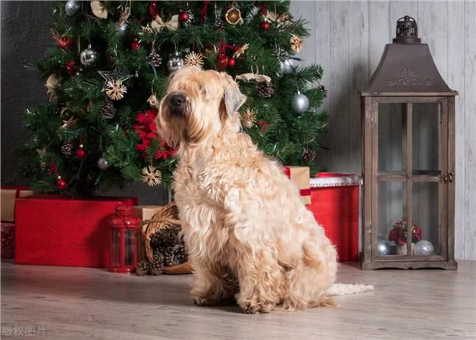 爱尔兰梗的优缺点:爱尔兰梗犬的魅力与个性!