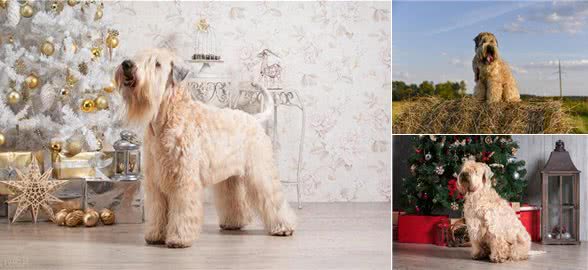 爱尔兰梗的优缺点:爱尔兰梗犬的魅力与个性!