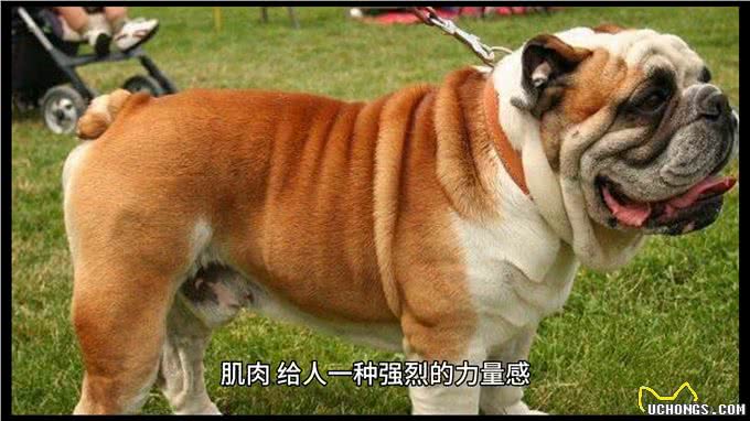 英国斗牛犬—坚韧与忠诚的象征