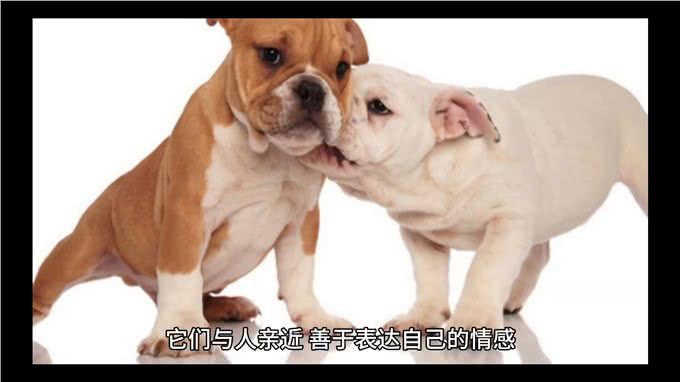 英国斗牛犬—坚韧与忠诚的象征