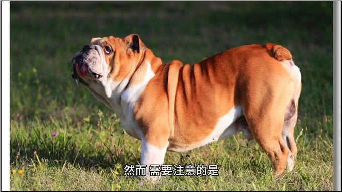 英国斗牛犬—坚韧与忠诚的象征