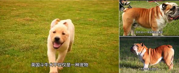 英国斗牛犬—坚韧与忠诚的象征