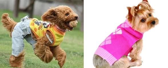 给狗狗穿衣服，是在帮它还是在害它?