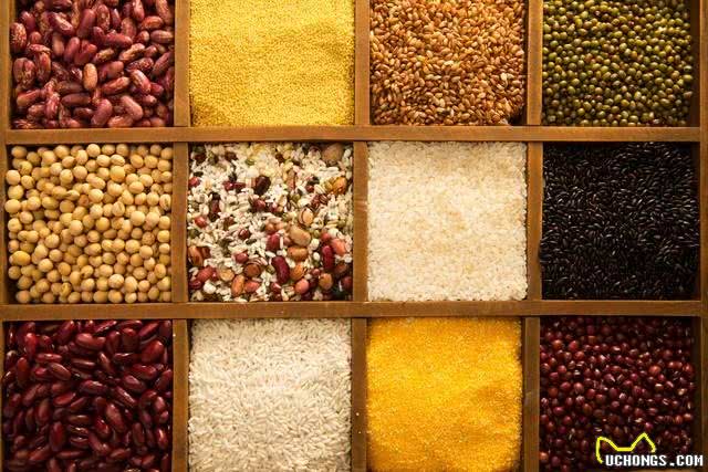 这些东西狗狗为什么不能吃?必须给狗妈狗爸一个理由