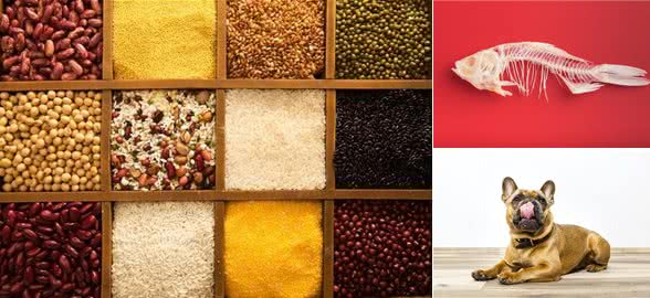 这些东西狗狗为什么不能吃?必须给狗妈狗爸一个理由