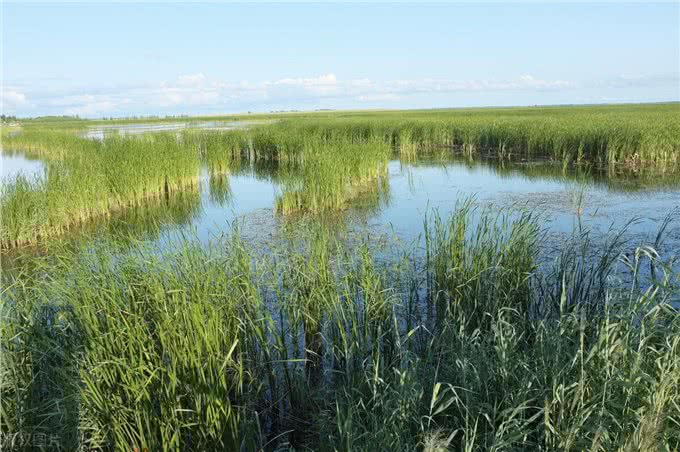 咬熊记:土狗大黄带着群狗驱熊救主,捕杀黑熊,成为狗中之王