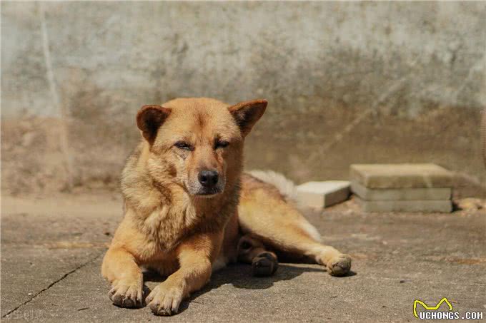 咬熊记:土狗大黄带着群狗驱熊救主,捕杀黑熊,成为狗中之王