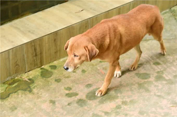 咬熊记:土狗大黄带着群狗驱熊救主，捕杀黑熊，成为狗中之王