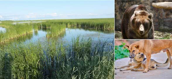 咬熊记:土狗大黄带着群狗驱熊救主,捕杀黑熊,成为狗中之王