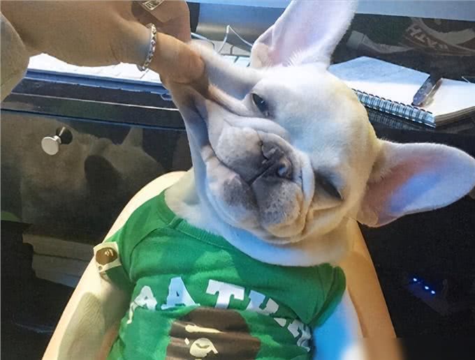 养狗4不碰,所有养狗人一定要注意,过来人的教训!