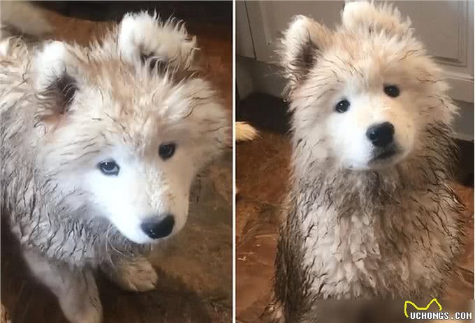 养狗4不碰,所有养狗人一定要注意,过来人的教训!