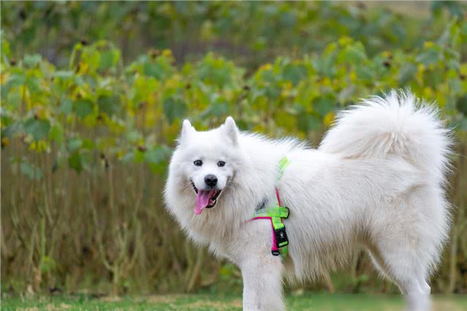 养狗4不碰,所有养狗人一定要注意,过来人的教训!