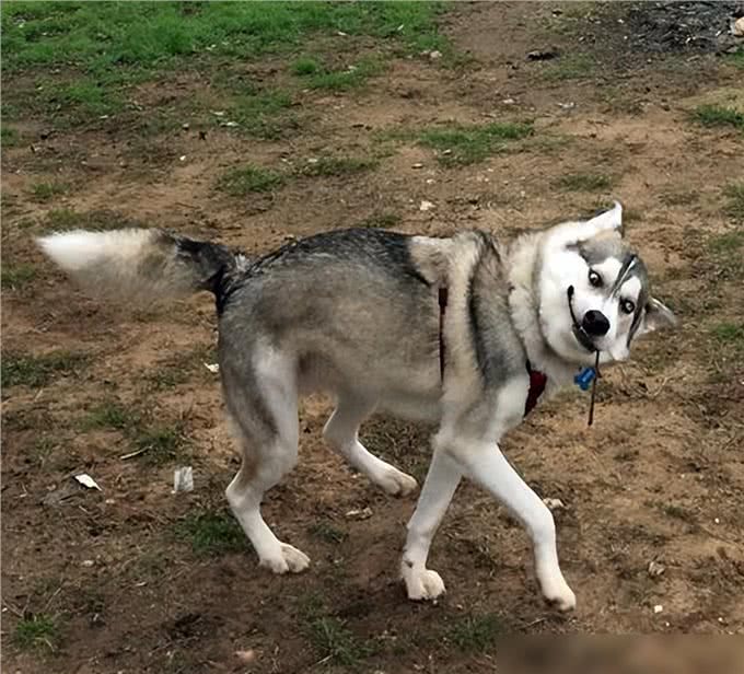 养狗4不碰,所有养狗人一定要注意,过来人的教训!